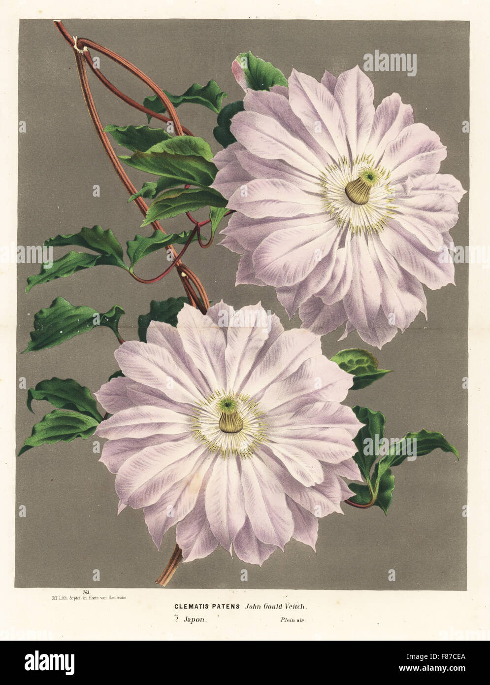 Large double clematis, John Gould Veitch, kazaguruma, Clematis patens. Collected in Japan in 1862 by Robert Fortune. Handcoloured lithograph from Louis van Houtte and Charles Lemaire's Flowers of the Gardens and Hothouses of Europe, Flore des Serres et des Jardins de l'Europe, Ghent, Belgium, 1870. Stock Photo