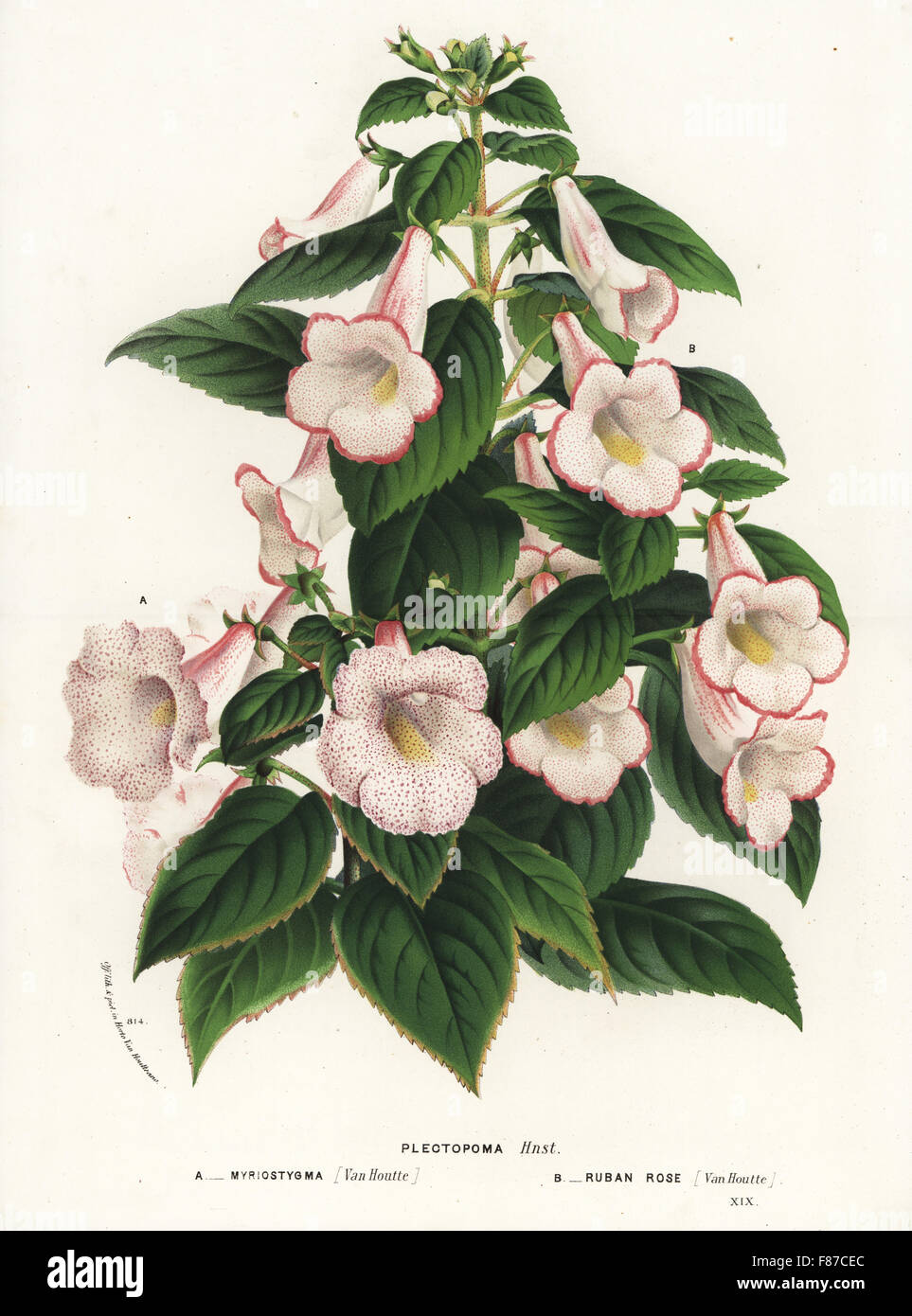 Plectopoma myriostygma and Plectopoma ruban rose. Handcoloured lithograph from Louis van Houtte and Charles Lemaire's Flowers of the Gardens and Hothouses of Europe, Flore des Serres et des Jardins de l'Europe, Ghent, Belgium, 1870. Stock Photo