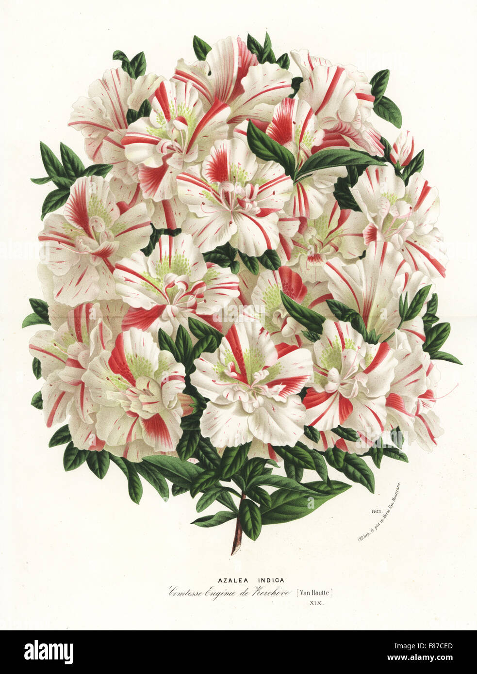 Azalea indica hybrid, Comtesse Eugenie de Kerchove, Satsuki azalea ...