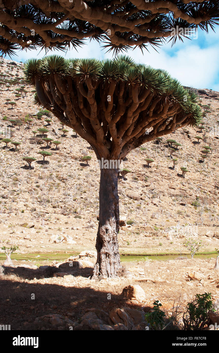 Homhil Plateau Socotra Yemen Middle East Overview Of The Dragon Stock Photo Alamy