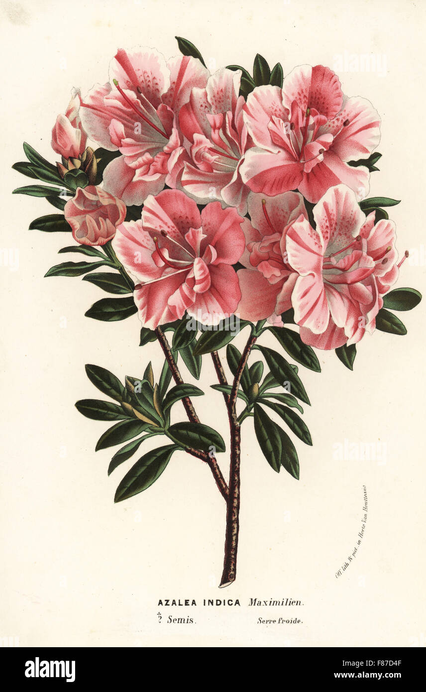 Satsuki azalea, Rhododendron indicum (Azalea indica). Handcoloured lithograph from Louis van Houtte and Charles Lemaire's Flowers of the Gardens and Hothouses of Europe, Flore des Serres et des Jardins de l'Europe, Ghent, Belgium, 1870. Stock Photo