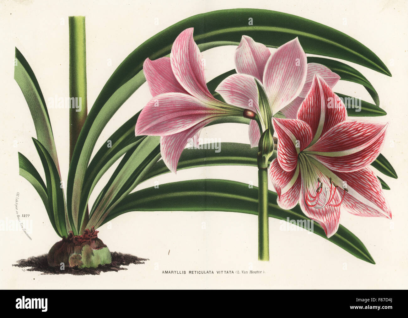 Hippeastrum reticulatum (Amaryllis reticulata vittata). Handcoloured lithograph from Louis van Houtte and Charles Lemaire's Flowers of the Gardens and Hothouses of Europe, Flore des Serres et des Jardins de l'Europe, Ghent, Belgium, 1870. Stock Photo