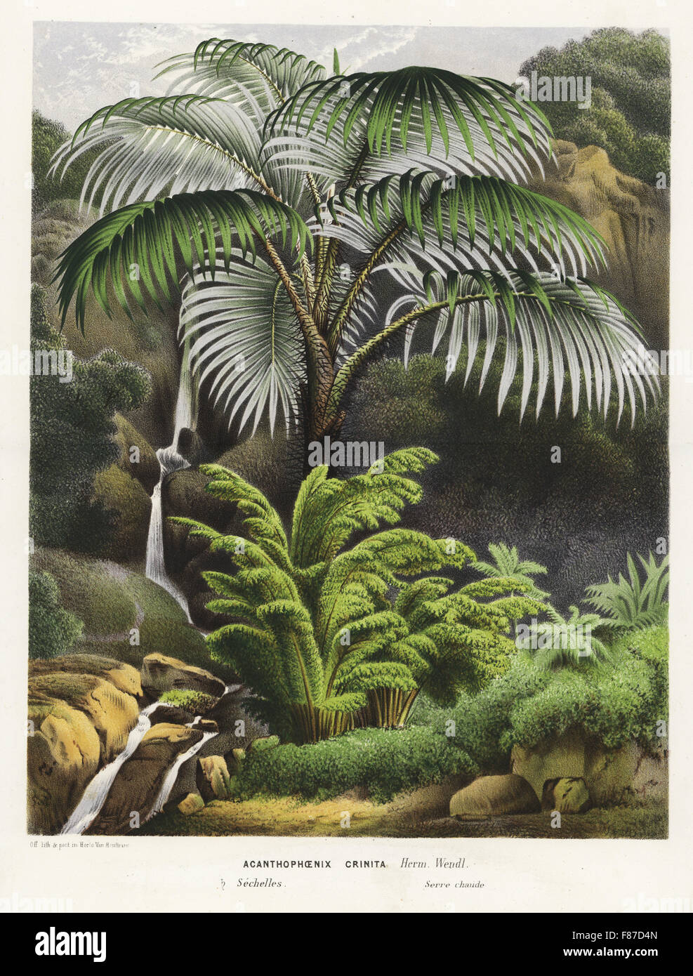 Acanthophoenix crinita palm tree. Handcoloured lithograph from Louis van Houtte and Charles Lemaire's Flowers of the Gardens and Hothouses of Europe, Flore des Serres et des Jardins de l'Europe, Ghent, Belgium, 1870. Stock Photo