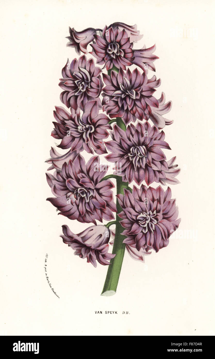 Hyacinth variety, Van Speyk, Hyacinthus orientalis. Handcoloured lithograph from Louis van Houtte and Charles Lemaire's Flowers of the Gardens and Hothouses of Europe, Flore des Serres et des Jardins de l'Europe, Ghent, Belgium, 1870. Stock Photo