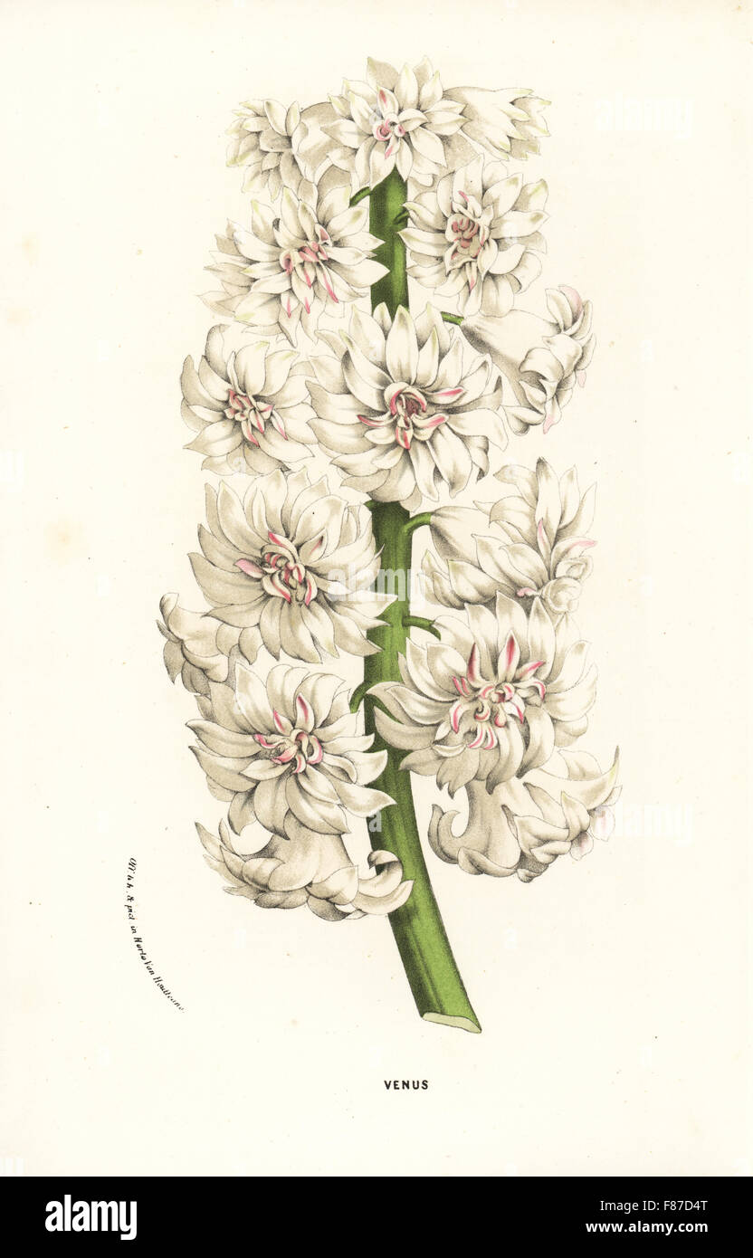 Hyacinth variety, Venus, Hyacinthus orientalis. Handcoloured lithograph from Louis van Houtte and Charles Lemaire's Flowers of the Gardens and Hothouses of Europe, Flore des Serres et des Jardins de l'Europe, Ghent, Belgium, 1870. Stock Photo