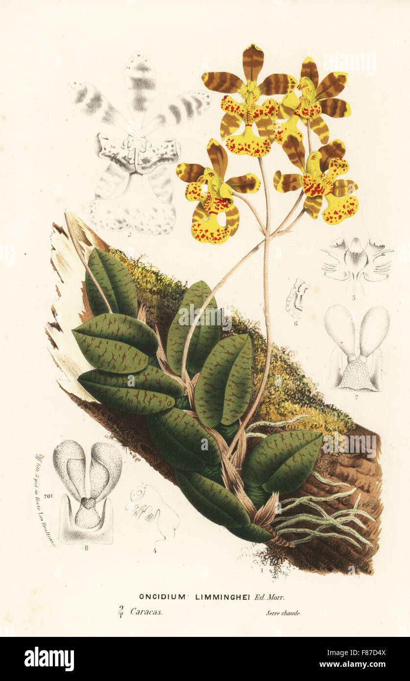 Butterfly orchid, Psychopsis limminghei (Oncidium limminghei). Caracas. Handcoloured lithograph from Louis van Houtte and Charles Lemaire's Flowers of the Gardens and Hothouses of Europe, Flore des Serres et des Jardins de l'Europe, Ghent, Belgium, 1870. Stock Photo
