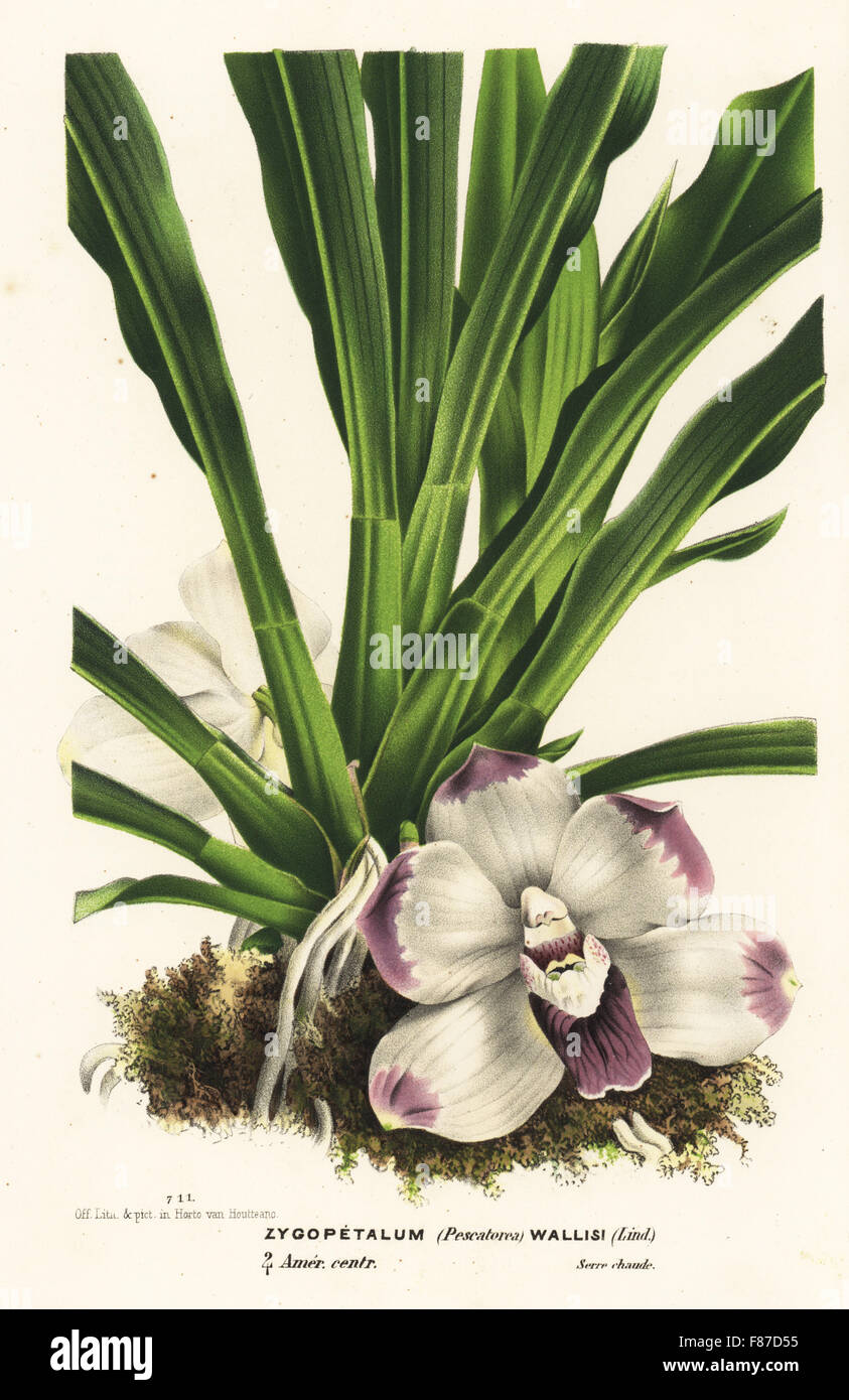 Wallis' pescatorea orchid, Pescatoria wallisii (Zygopetalum wallisi). Central America. Handcoloured lithograph from Louis van Houtte and Charles Lemaire's Flowers of the Gardens and Hothouses of Europe, Flore des Serres et des Jardins de l'Europe, Ghent, Belgium, 1870. Stock Photo