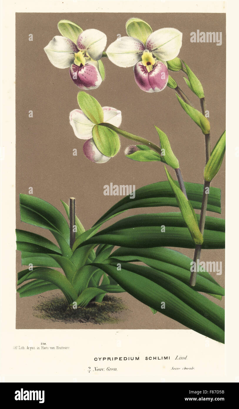 Slipper orchid, Phragmipedium schlimii (Cypripedium schlimi). Handcoloured lithograph from Louis van Houtte and Charles Lemaire's Flowers of the Gardens and Hothouses of Europe, Flore des Serres et des Jardins de l'Europe, Ghent, Belgium, 1870. Stock Photo