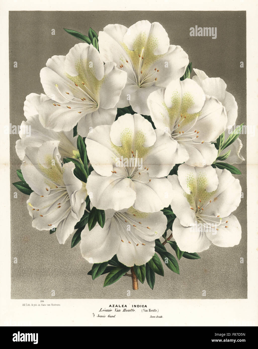 Azalea indica hybrid, Leonie van Houtte, Satsuki azalea, Rhododendron indicum. Handcoloured lithograph from Louis van Houtte and Charles Lemaire's Flowers of the Gardens and Hothouses of Europe, Flore des Serres et des Jardins de l'Europe, Ghent, Belgium, 1870. Stock Photo
