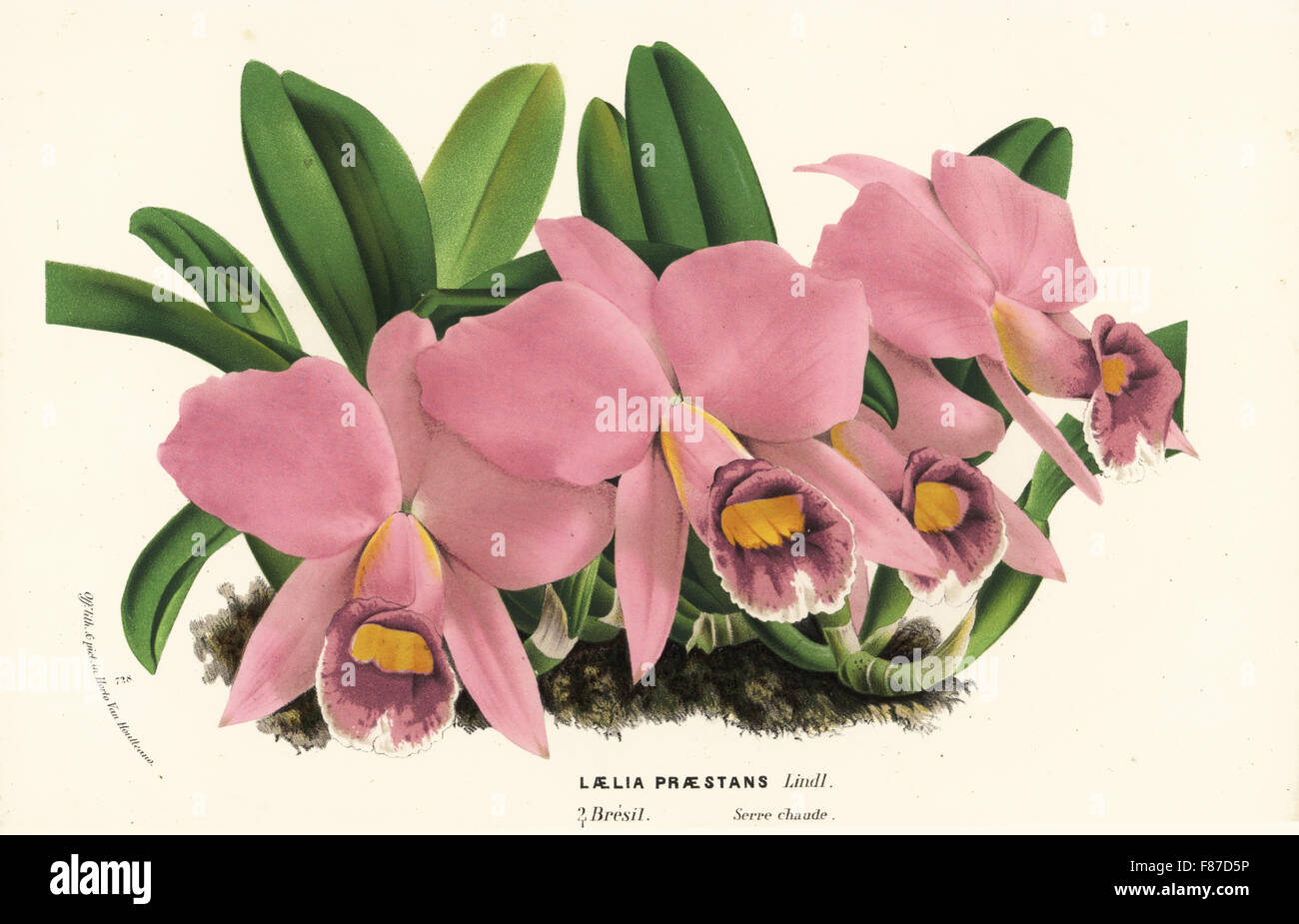 Cattleya praestans orchid (Laelia praestans). Handcoloured lithograph from Louis van Houtte and Charles Lemaire's Flowers of the Gardens and Hothouses of Europe, Flore des Serres et des Jardins de l'Europe, Ghent, Belgium, 1870. Stock Photo