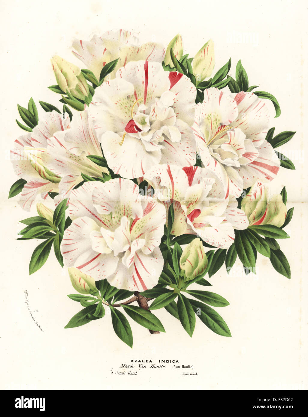 Azalea indica hybrid, Marie Van Houtte, Satsuki azalea, Rhododendron indicum. Handcoloured lithograph from Louis van Houtte and Charles Lemaire's Flowers of the Gardens and Hothouses of Europe, Flore des Serres et des Jardins de l'Europe, Ghent, Belgium, 1870. Stock Photo