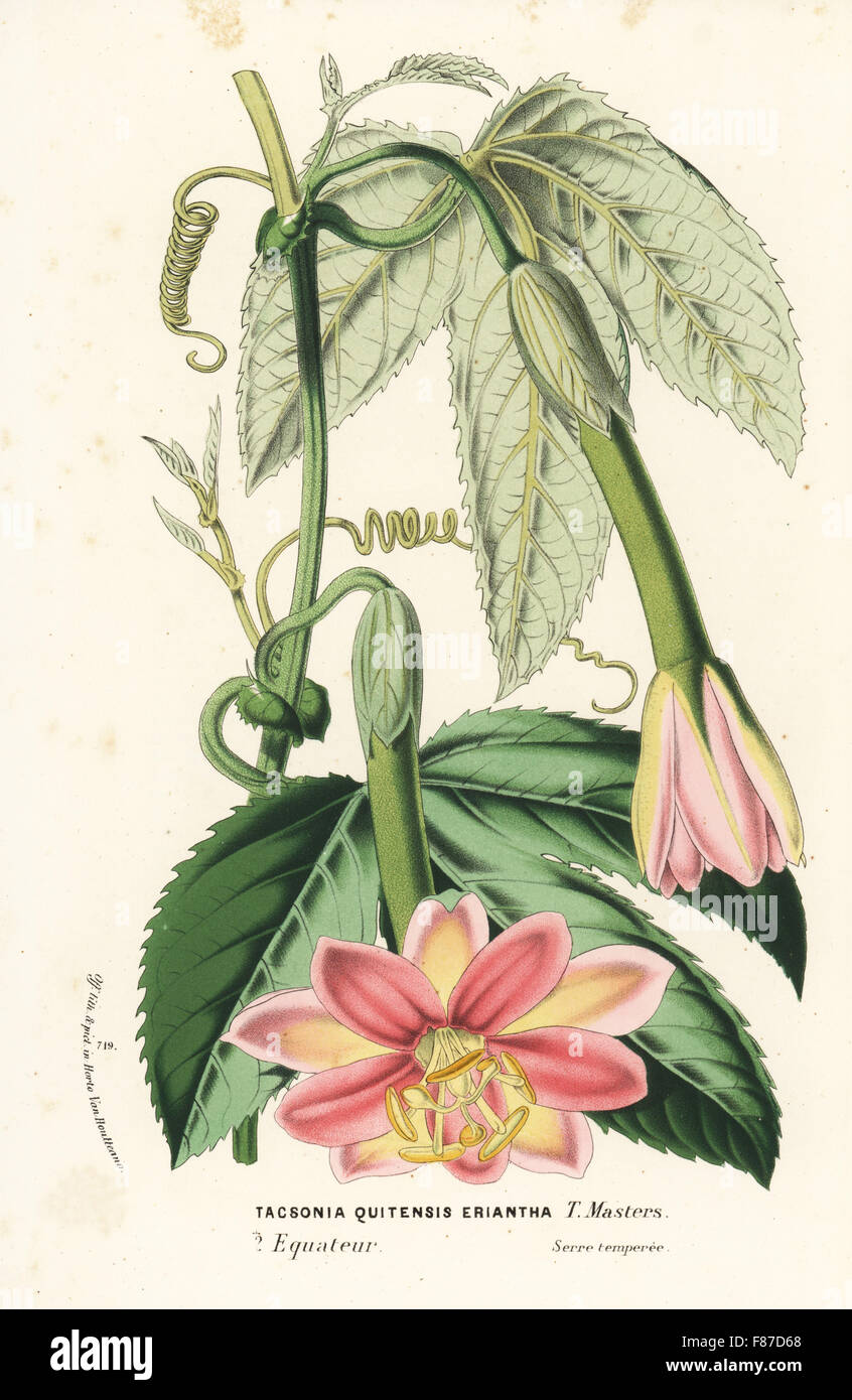 Curuba passionflower, Passiflora mixta (Tacsonia quitensis eriantha). Handcoloured lithograph from Louis van Houtte and Charles Lemaire's Flowers of the Gardens and Hothouses of Europe, Flore des Serres et des Jardins de l'Europe, Ghent, Belgium, 1870. Stock Photo