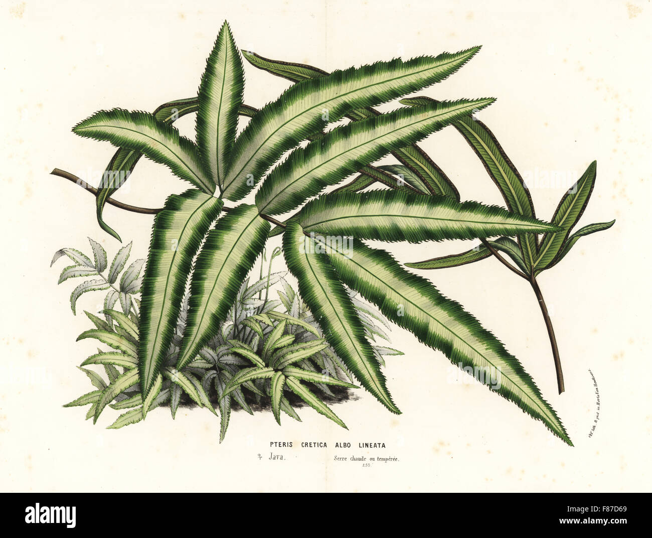 Cretan brake fern, Pteris cretica albo lineata. Handcoloured lithograph from Louis van Houtte and Charles Lemaire's Flowers of the Gardens and Hothouses of Europe, Flore des Serres et des Jardins de l'Europe, Ghent, Belgium, 1870. Stock Photo