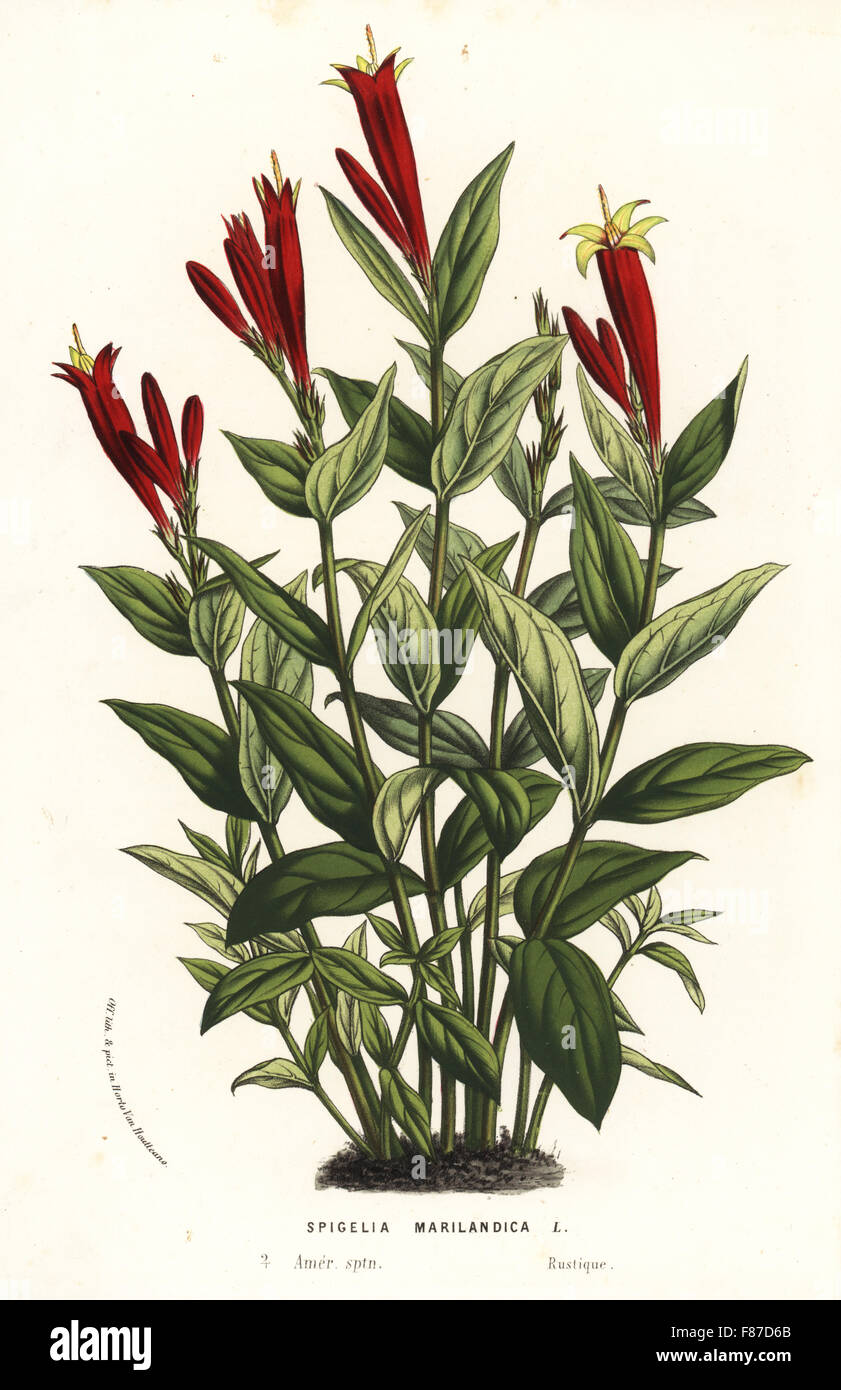Indian pink or woodland pinkroot, Spigelia marilandica. America. Handcoloured lithograph from Louis van Houtte and Charles Lemaire's Flowers of the Gardens and Hothouses of Europe, Flore des Serres et des Jardins de l'Europe, Ghent, Belgium, 1870. Stock Photo