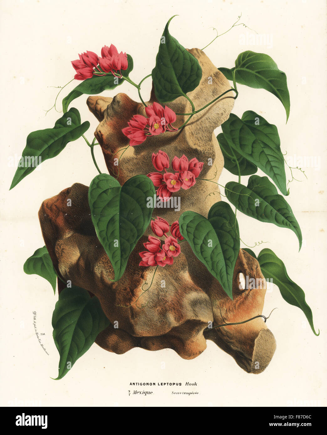 Mexican creeper, Antigonon leptopus. Handcoloured lithograph from Louis van Houtte and Charles Lemaire's Flowers of the Gardens and Hothouses of Europe, Flore des Serres et des Jardins de l'Europe, Ghent, Belgium, 1870. Stock Photo