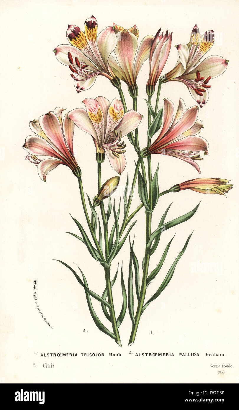 Alstroemeria pulchra hi-res stock photography and images - Alamy