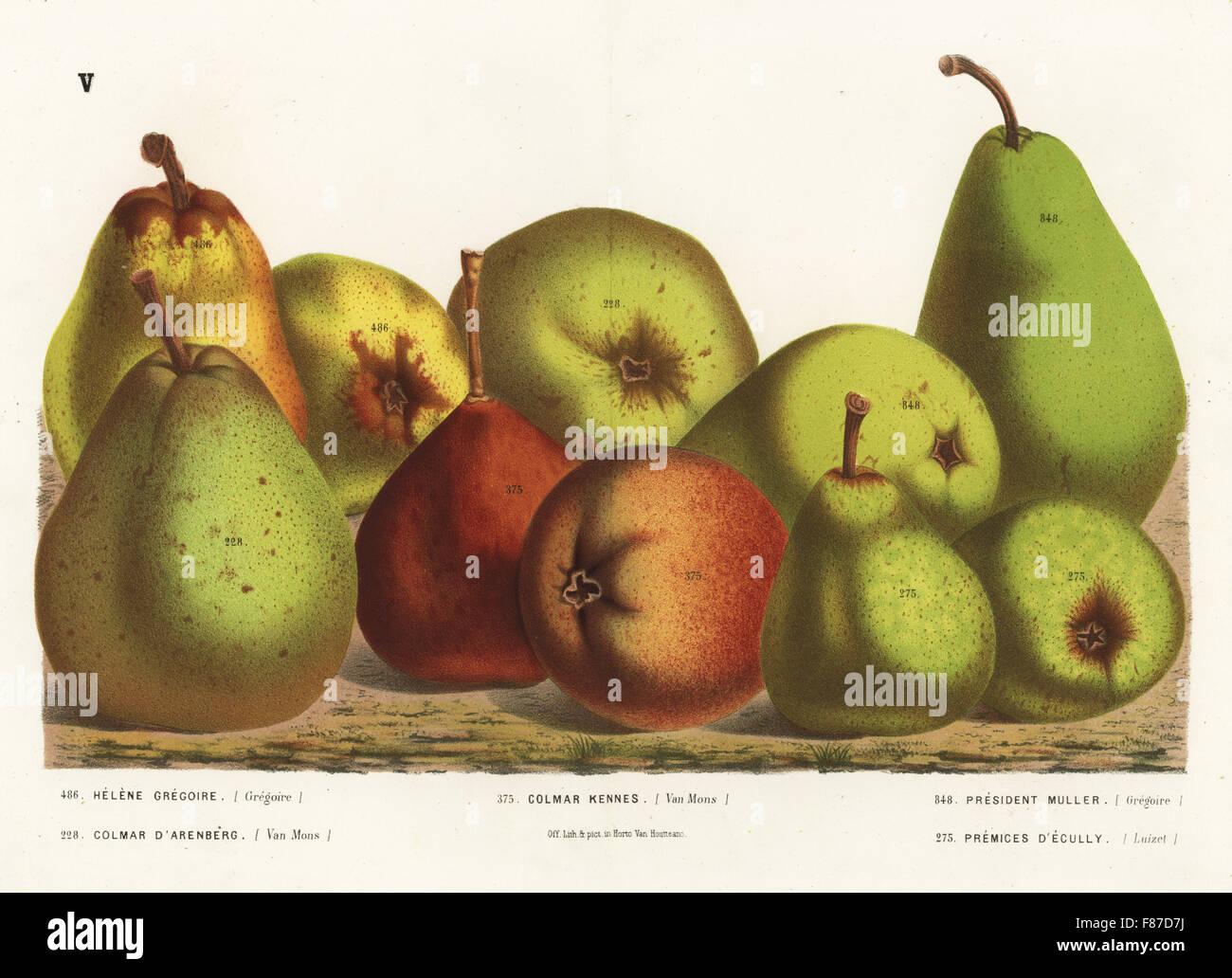 Varieties of pear, Pyrus communis: Helene Gregoire, Colmar d'Arenberg, Colmar Kennes, President Muller and Premices d'Ecully. Handcoloured lithograph from Louis van Houtte and Charles Lemaire's Flowers of the Gardens and Hothouses of Europe, Flore des Serres et des Jardins de l'Europe, Ghent, Belgium, 1874. Stock Photo