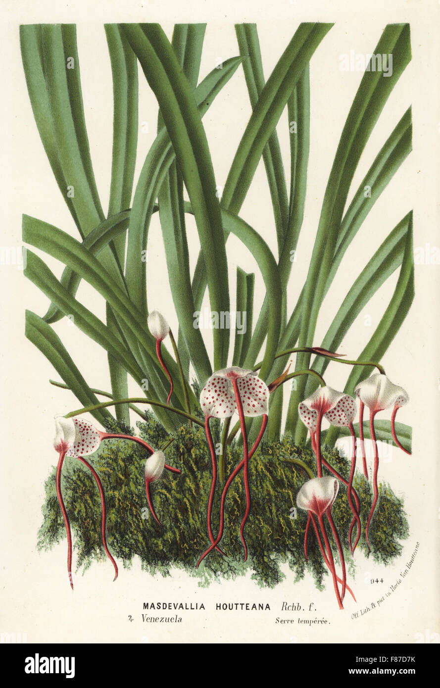 Dracula houtteana orchid (Masdevallia houtteana). Handcoloured lithograph from Louis van Houtte and Charles Lemaire's Flowers of the Gardens and Hothouses of Europe, Flore des Serres et des Jardins de l'Europe, Ghent, Belgium, 1874. Stock Photo