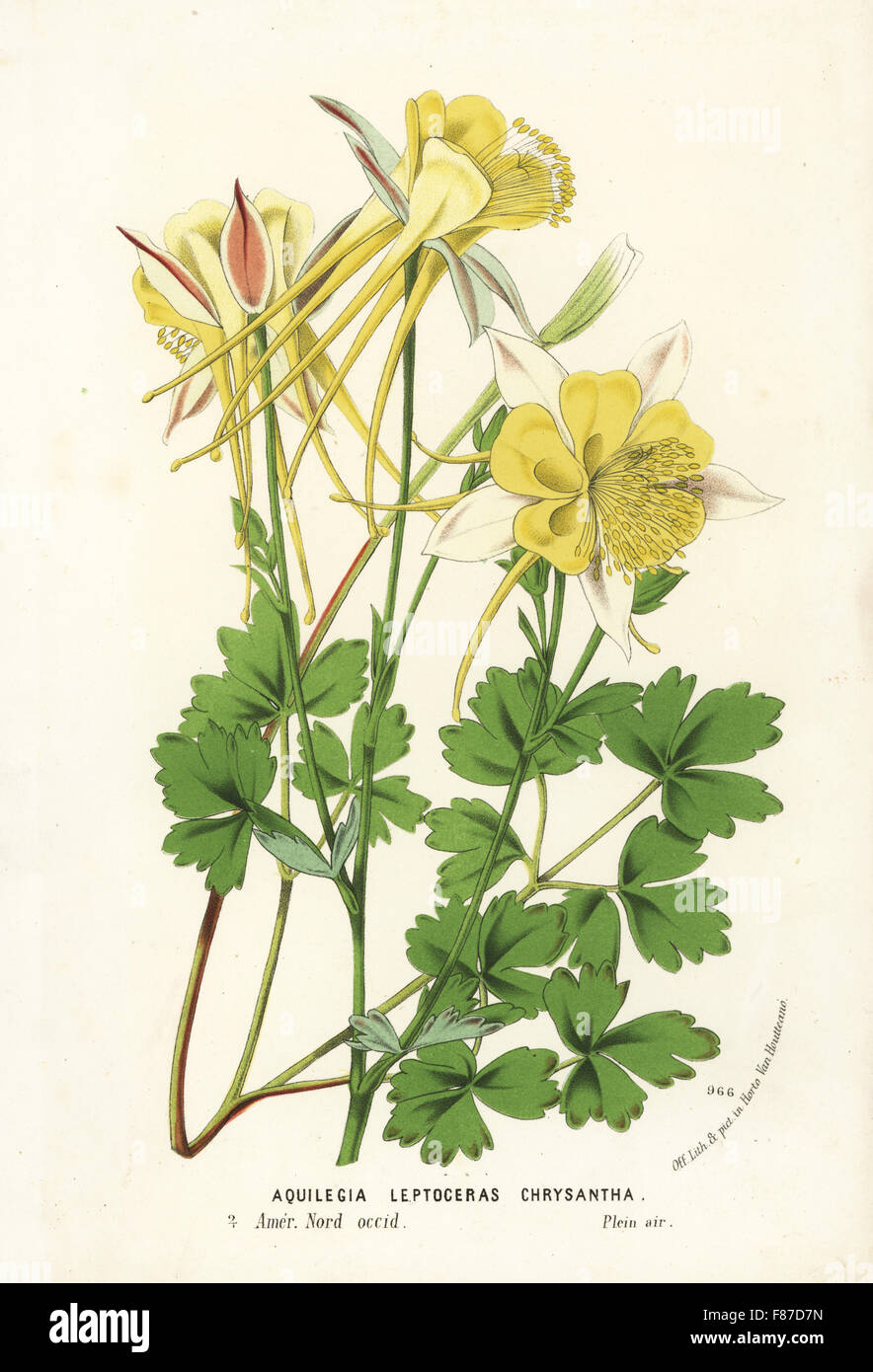 Golden columbine, Aquilegia chrysantha (Aquilegia leptoceras chrysantha). Handcoloured lithograph from Louis van Houtte and Charles Lemaire's Flowers of the Gardens and Hothouses of Europe, Flore des Serres et des Jardins de l'Europe, Ghent, Belgium, 1874. Stock Photo
