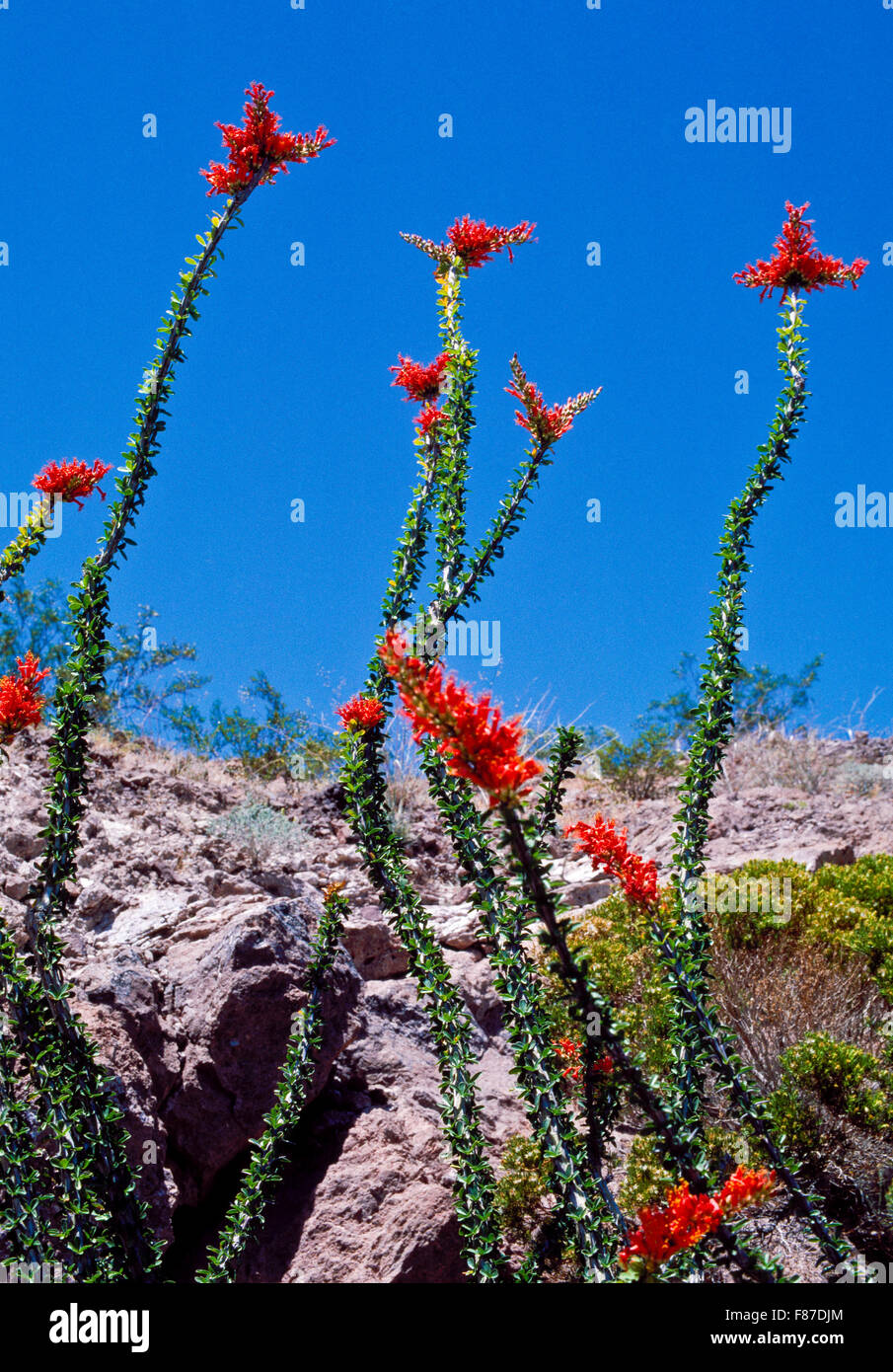 ocotillo blooms on stalks in grand canyon national park, arizona Stock