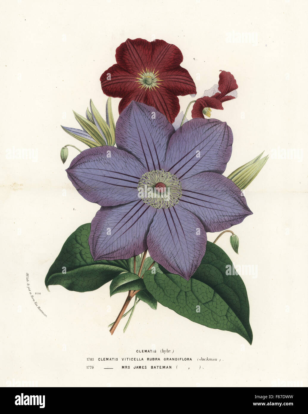 Clematis hybrids, Clematis viticella rubra grandiflora and Mrs. James Bateman variety. Handcoloured lithograph from Louis van Houtte and Charles Lemaire's Flowers of the Gardens and Hothouses of Europe, Flore des Serres et des Jardins de l'Europe, Ghent, Belgium, 1874. Stock Photo