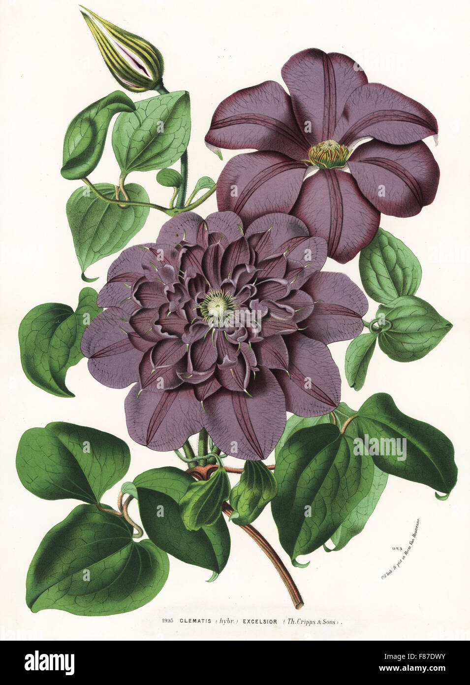 Clematis excelsior hybrid raised by Thomas Cripps. Handcoloured lithograph from Louis van Houtte and Charles Lemaire's Flowers of the Gardens and Hothouses of Europe, Flore des Serres et des Jardins de l'Europe, Ghent, Belgium, 1874. Stock Photo
