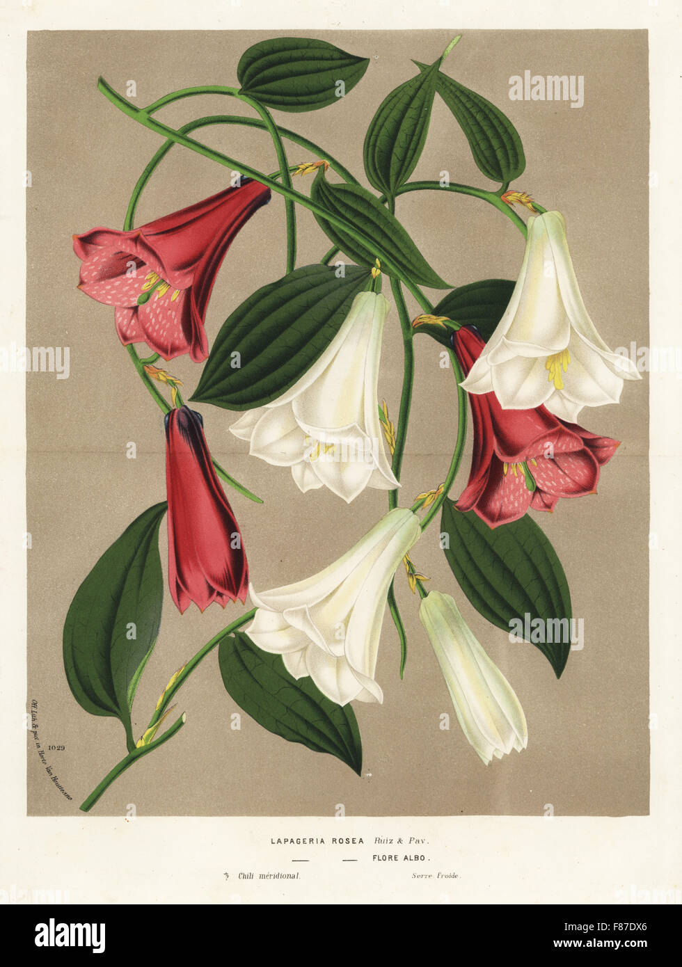Chilean bellflower or copihue, Lapageria rosea, pink and white varieties.  Handcoloured lithograph from Louis van Houtte and Charles Lemaire's Flowers  of the Gardens and Hothouses of Europe, Flore des Serres et des