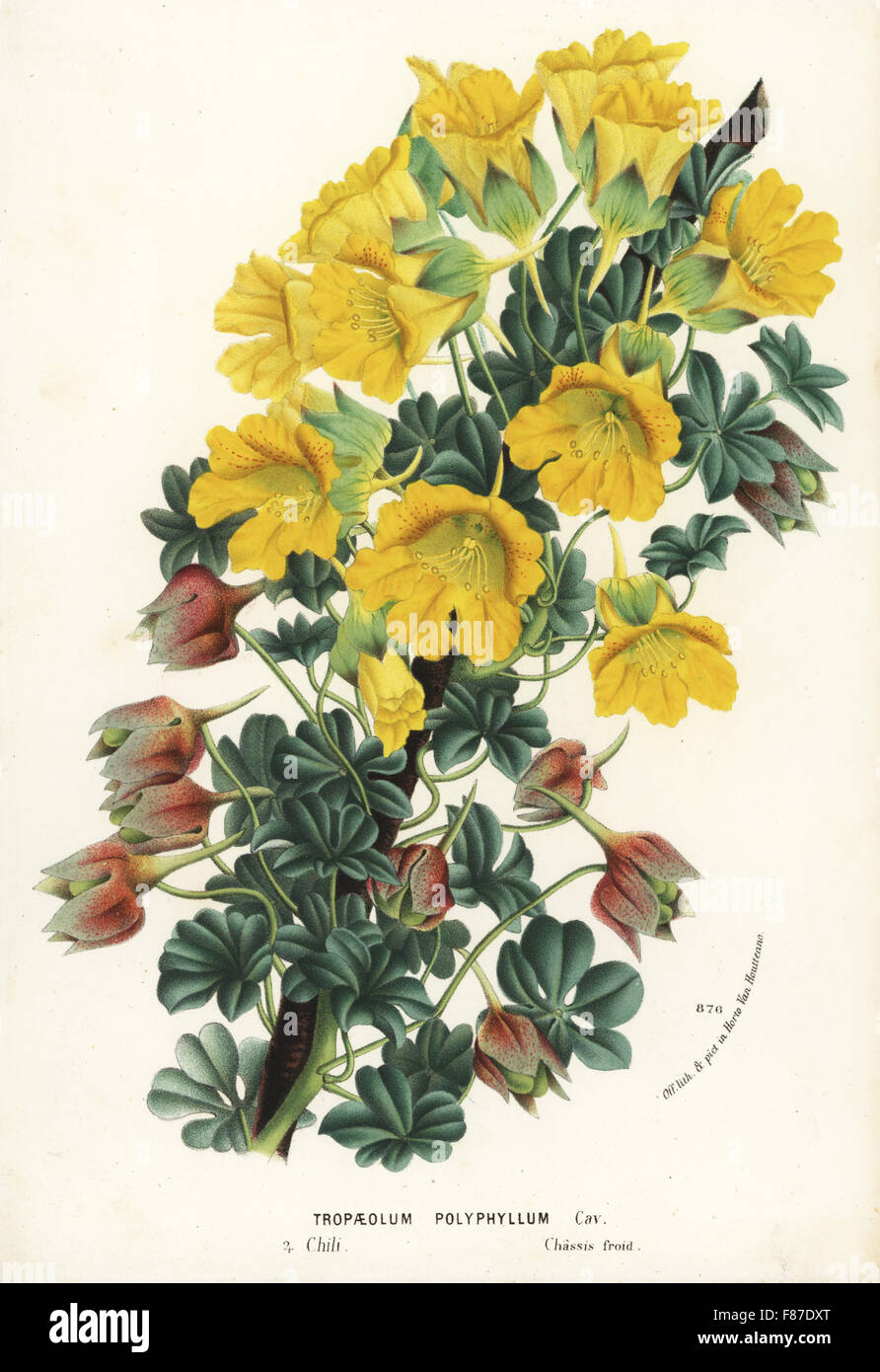 Nasturtium variety, Tropaeolum polyphyllum, native to Chile and Argentina. Handcoloured lithograph from Louis van Houtte and Charles Lemaire's Flowers of the Gardens and Hothouses of Europe, Flore des Serres et des Jardins de l'Europe, Ghent, Belgium, 1874. Stock Photo