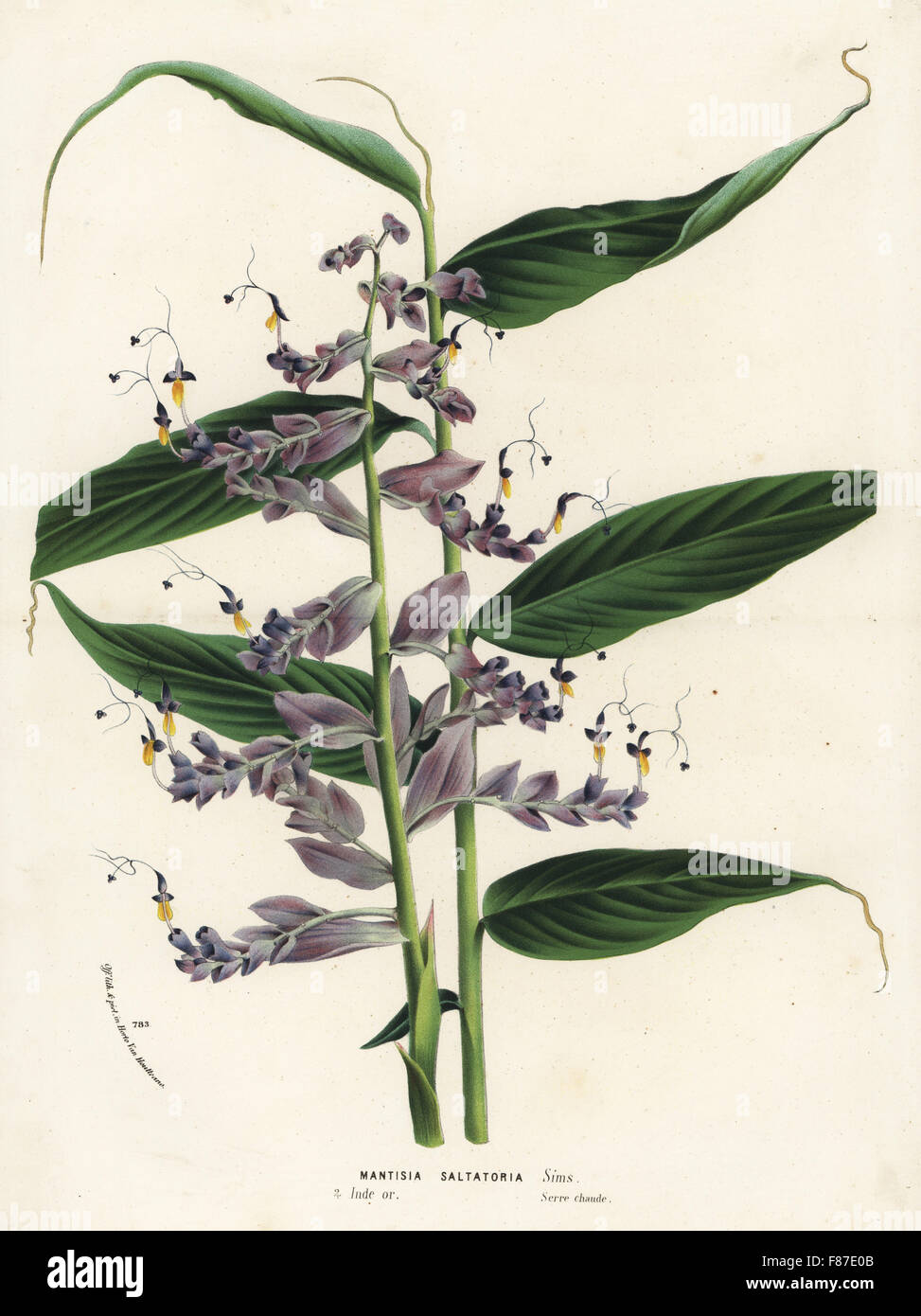 Globba radicalis (Mantisia saltatoria), native to the Himalayas, India. Handcoloured lithograph from Louis van Houtte and Charles Lemaire's Flowers of the Gardens and Hothouses of Europe, Flore des Serres et des Jardins de l'Europe, Ghent, Belgium, 1874. Stock Photo