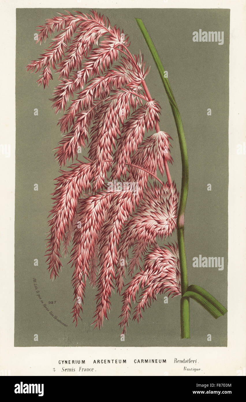 Pampas grass, Cortaderia selloana (Gynerium argenteum carmineum). Handcoloured lithograph from Louis van Houtte and Charles Lemaire's Flowers of the Gardens and Hothouses of Europe, Flore des Serres et des Jardins de l'Europe, Ghent, Belgium, 1874. Stock Photo