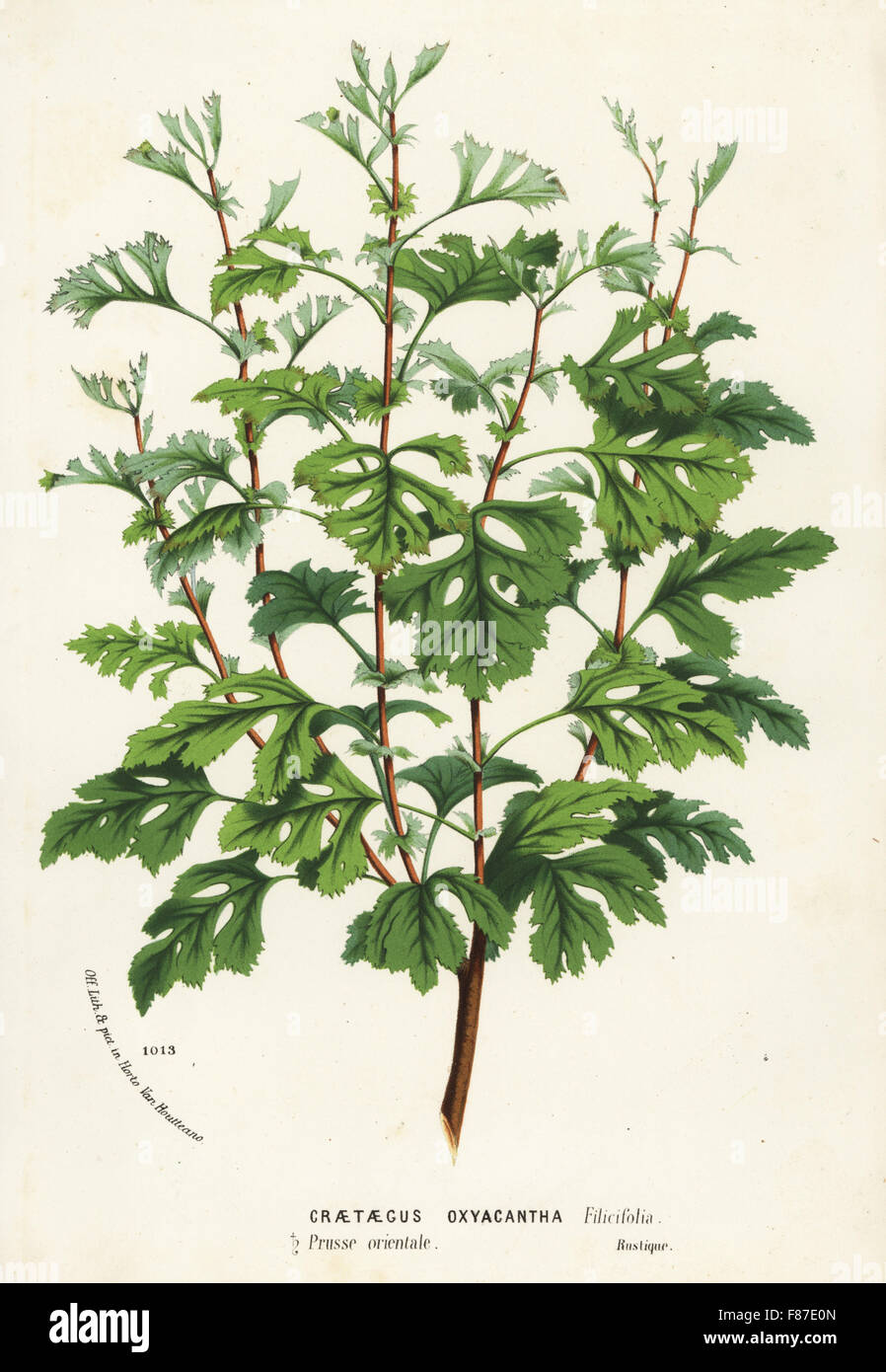 Hawthorn, Crataegus rhipidophylla (Craetaegus oxycantha filicifolia). Handcoloured lithograph from Louis van Houtte and Charles Lemaire's Flowers of the Gardens and Hothouses of Europe, Flore des Serres et des Jardins de l'Europe, Ghent, Belgium, 1874. Stock Photo