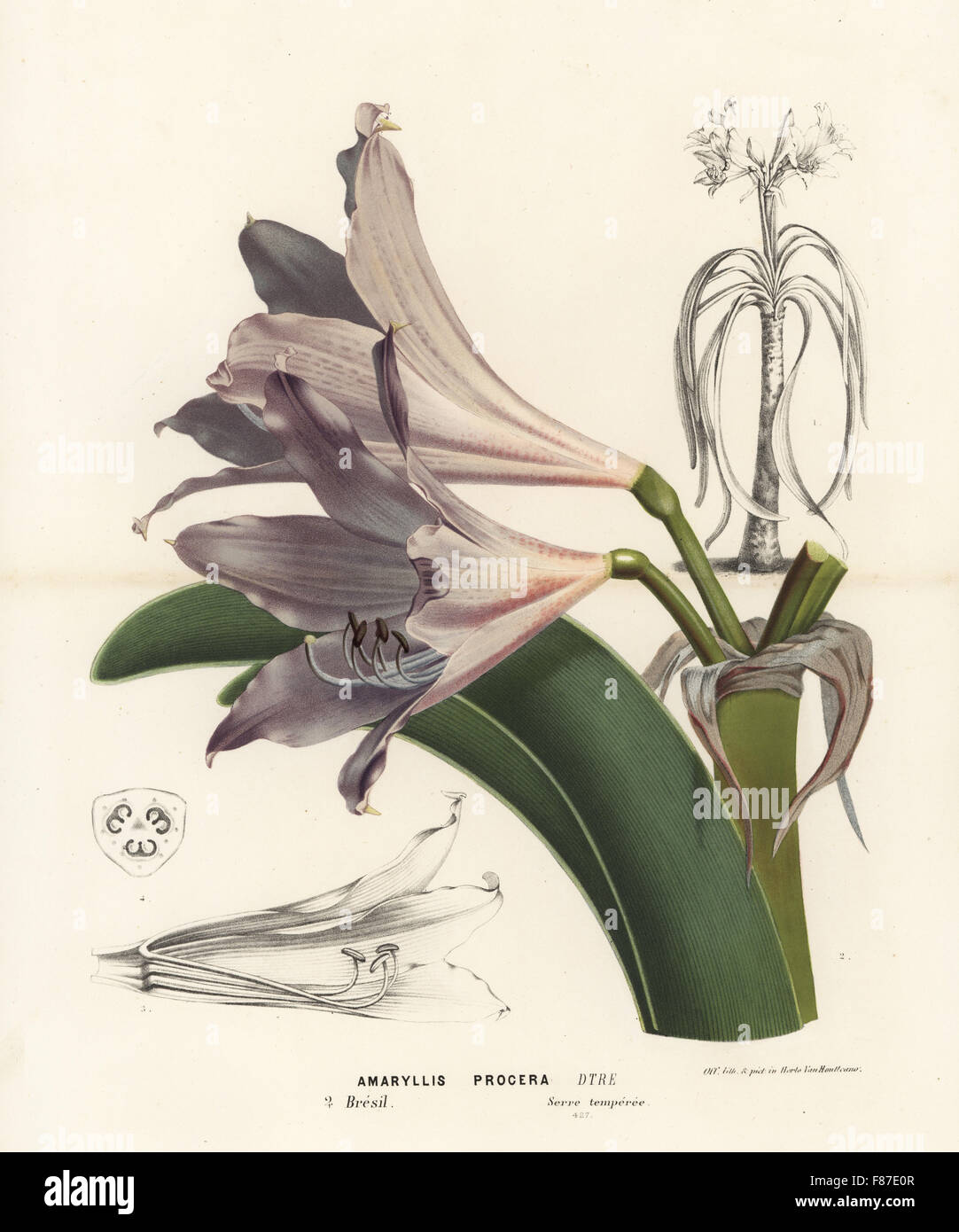 Swamp lily, Crinum erubescens (Amaryllis procera). Handcoloured lithograph from Louis van Houtte and Charles Lemaire's Flowers of the Gardens and Hothouses of Europe, Flore des Serres et des Jardins de l'Europe, Ghent, Belgium, 1874. Stock Photo