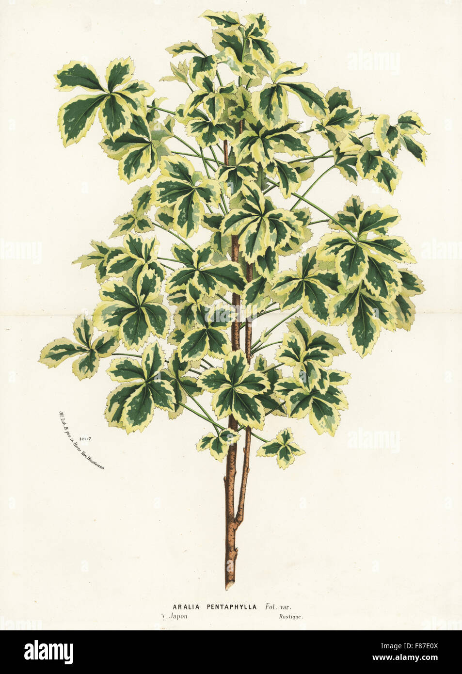 Variegated five-leaf aralia or hime ukogi, Eleutherococcus sieboldianus variegatus (Aralia pentaphylla fol. var.) Handcoloured lithograph from Louis van Houtte and Charles Lemaire's Flowers of the Gardens and Hothouses of Europe, Flore des Serres et des Jardins de l'Europe, Ghent, Belgium, 1874. Stock Photo