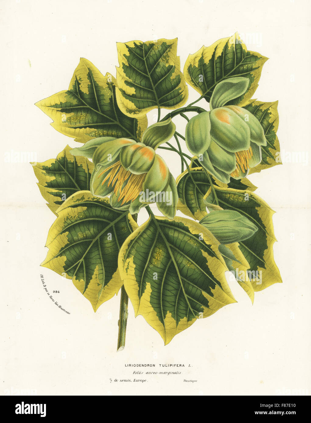 Tulip tree, Liriodendron tulipifera foliis aureo-marginatis. Handcoloured lithograph from Louis van Houtte and Charles Lemaire's Flowers of the Gardens and Hothouses of Europe, Flore des Serres et des Jardins de l'Europe, Ghent, Belgium, 1874. Stock Photo