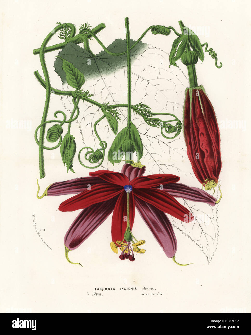 Passionflower, Passiflora insignis (Tacsonia insignis). Handcoloured lithograph from Louis van Houtte and Charles Lemaire's Flowers of the Gardens and Hothouses of Europe, Flore des Serres et des Jardins de l'Europe, Ghent, Belgium, 1874. Stock Photo
