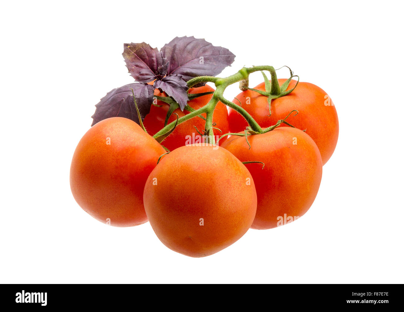 Ripe red Tomatoes on the branch Stock Photo - Alamy