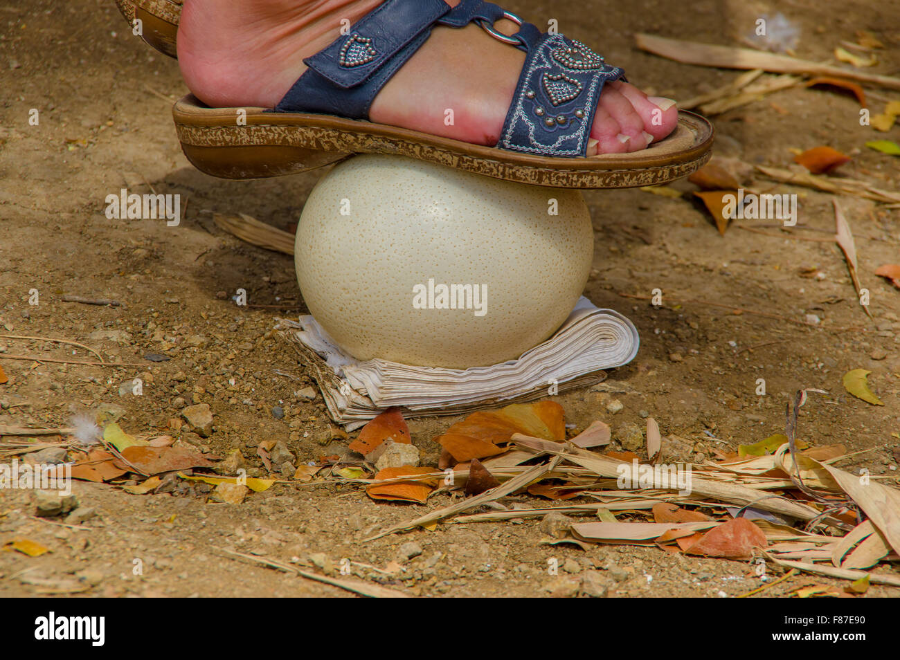 ostrich eggs for tourists to stand Stock Photo