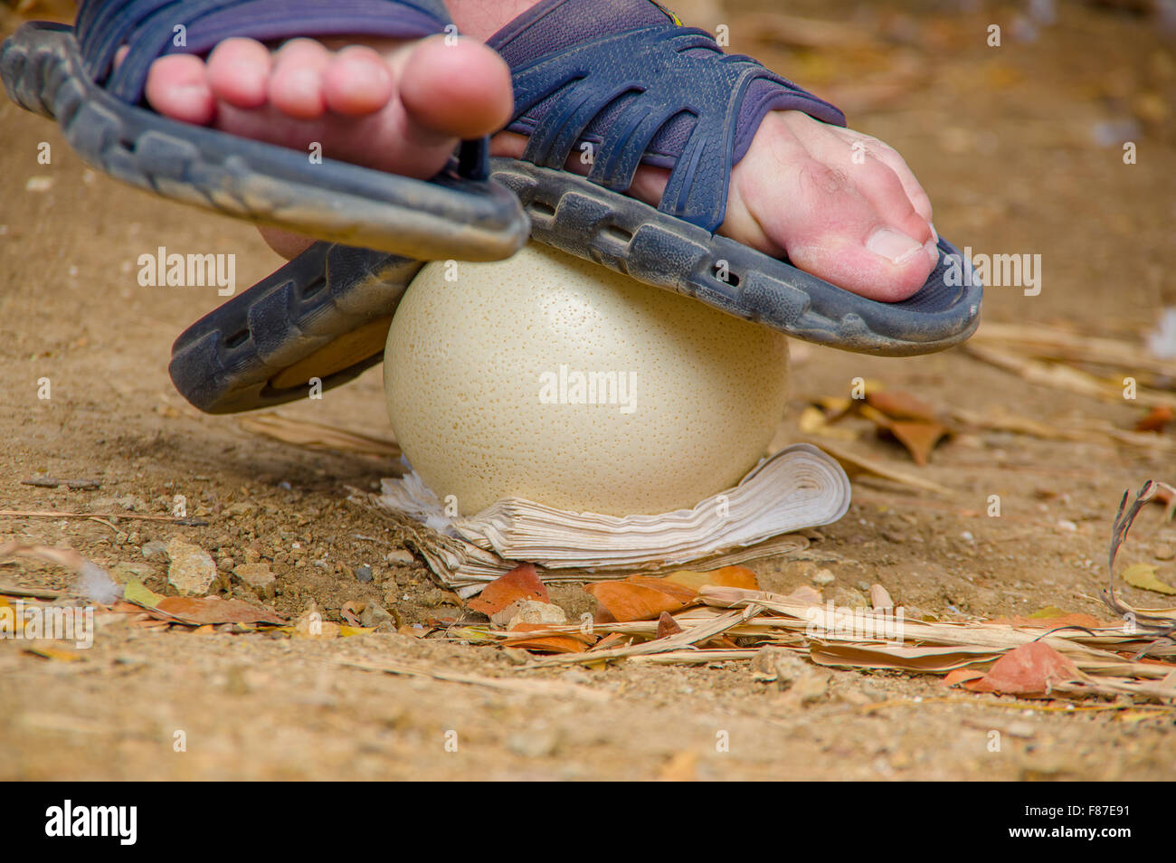 ostrich eggs for tourists to stand Stock Photo
