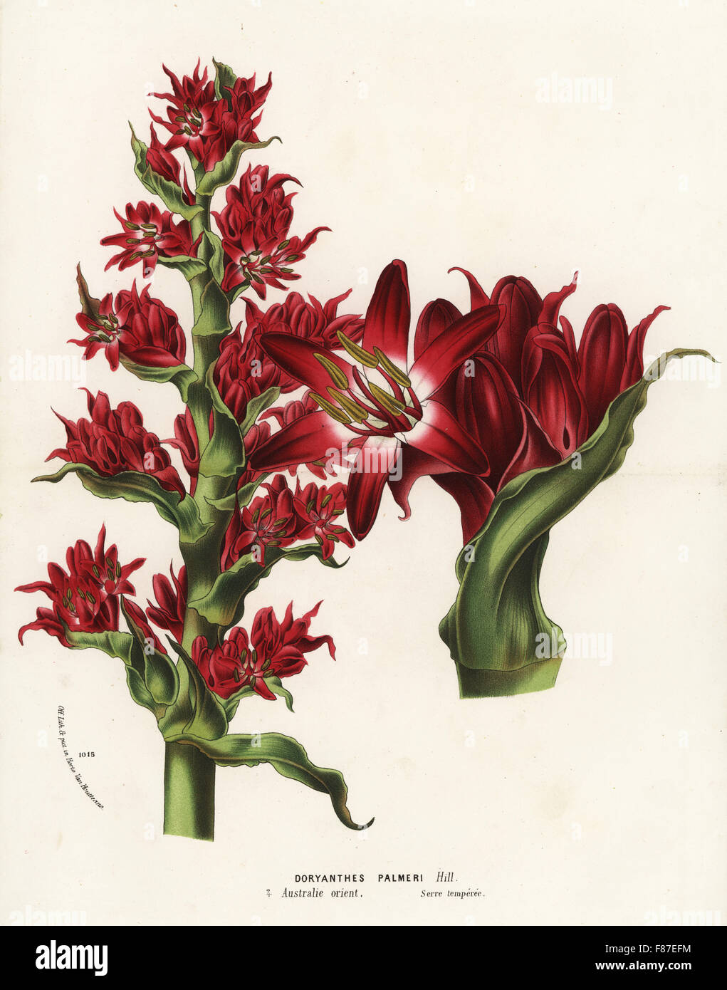Giant spear lily, Doryanthes palmeri. Australia. Handcoloured lithograph from Louis van Houtte and Charles Lemaire's Flowers of the Gardens and Hothouses of Europe, Flore des Serres et des Jardins de l'Europe, Ghent, Belgium, 1874. Stock Photo