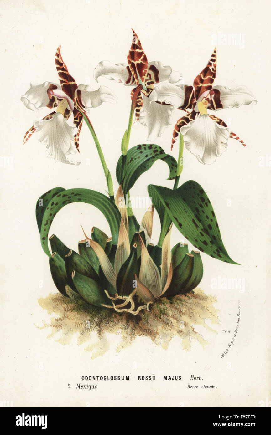 Ross' rhynchostele orchid, Rhynchostele rossii (Odontoglossum rossii majus). Handcoloured lithograph from Louis van Houtte and Charles Lemaire's Flowers of the Gardens and Hothouses of Europe, Flore des Serres et des Jardins de l'Europe, Ghent, Belgium, 1874. Stock Photo