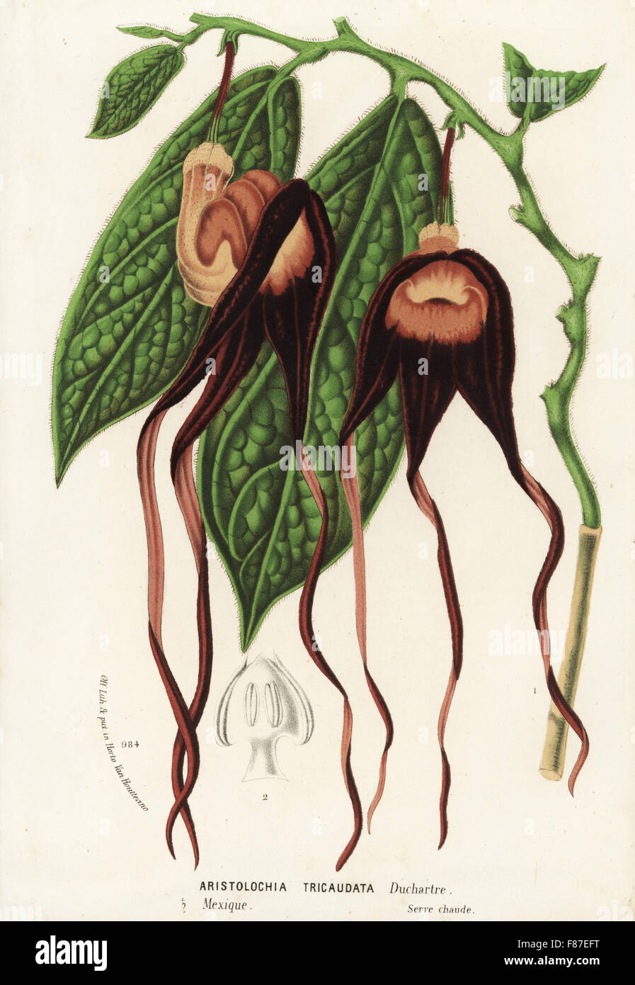 Dutchman's pipe, Aristolochia tricaudata. Critically endangered. Handcoloured lithograph from Louis van Houtte and Charles Lemaire's Flowers of the Gardens and Hothouses of Europe, Flore des Serres et des Jardins de l'Europe, Ghent, Belgium, 1874. Stock Photo