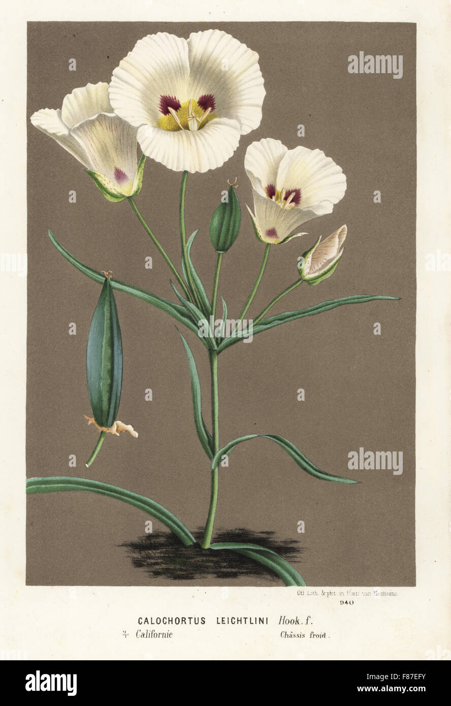 Leichtlin's mariposa or mariposa lily, Calochortus leichtlinii. Handcoloured lithograph from Louis van Houtte and Charles Lemaire's Flowers of the Gardens and Hothouses of Europe, Flore des Serres et des Jardins de l'Europe, Ghent, Belgium, 1874. Stock Photo