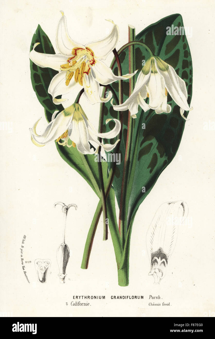 Dogtooth fawn lily, Erythronium grandiflorum. Handcoloured lithograph from Louis van Houtte and Charles Lemaire's Flowers of the Gardens and Hothouses of Europe, Flore des Serres et des Jardins de l'Europe, Ghent, Belgium, 1874. Stock Photo