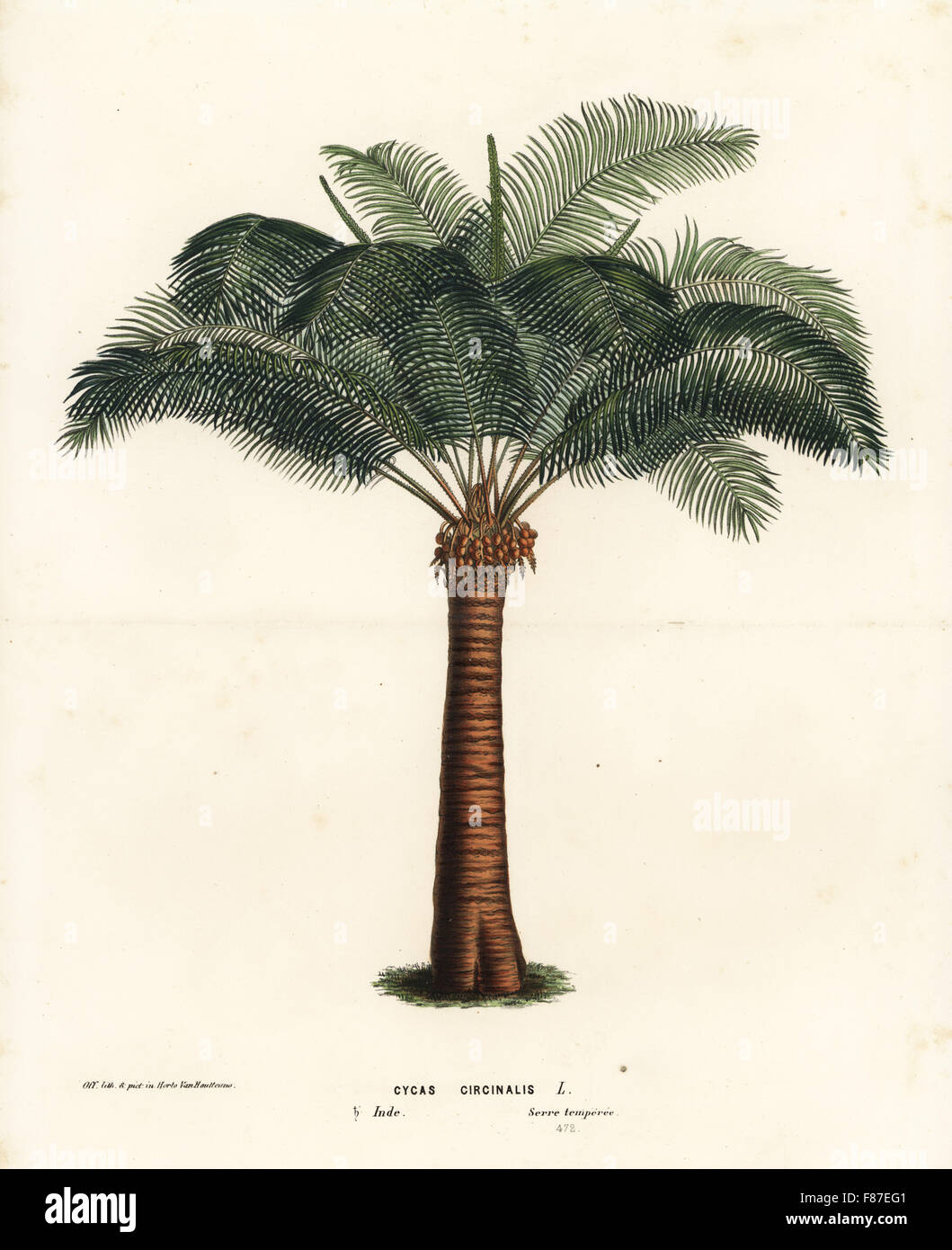 Queen sago, Cycas circinalis. Endangered. Handcoloured lithograph from Louis van Houtte and Charles Lemaire's Flowers of the Gardens and Hothouses of Europe, Flore des Serres et des Jardins de l'Europe, Ghent, Belgium, 1874. Stock Photo
