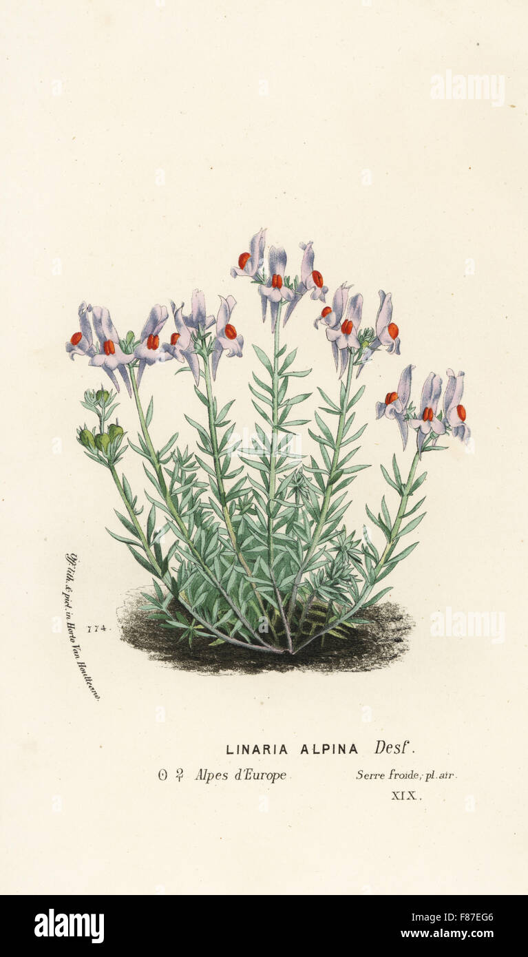 Alpine toadflax, Linaria alpina. Handcoloured lithograph from Louis van Houtte and Charles Lemaire's Flowers of the Gardens and Hothouses of Europe, Flore des Serres et des Jardins de l'Europe, Ghent, Belgium, 1874. Stock Photo