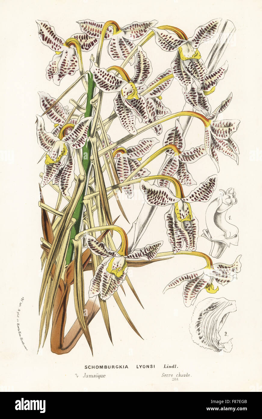 Laelia lyonsii orchid (Schomburgkia lyonsi). Handcoloured lithograph from Louis van Houtte and Charles Lemaire's Flowers of the Gardens and Hothouses of Europe, Flore des Serres et des Jardins de l'Europe, Ghent, Belgium, 1874. Stock Photo