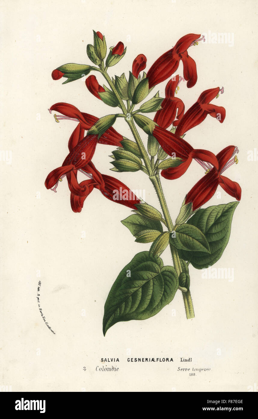 Salvia gesneriiflora (Salvia gesneriaeflora). Handcoloured lithograph from Louis van Houtte and Charles Lemaire's Flowers of the Gardens and Hothouses of Europe, Flore des Serres et des Jardins de l'Europe, Ghent, Belgium, 1874. Stock Photo