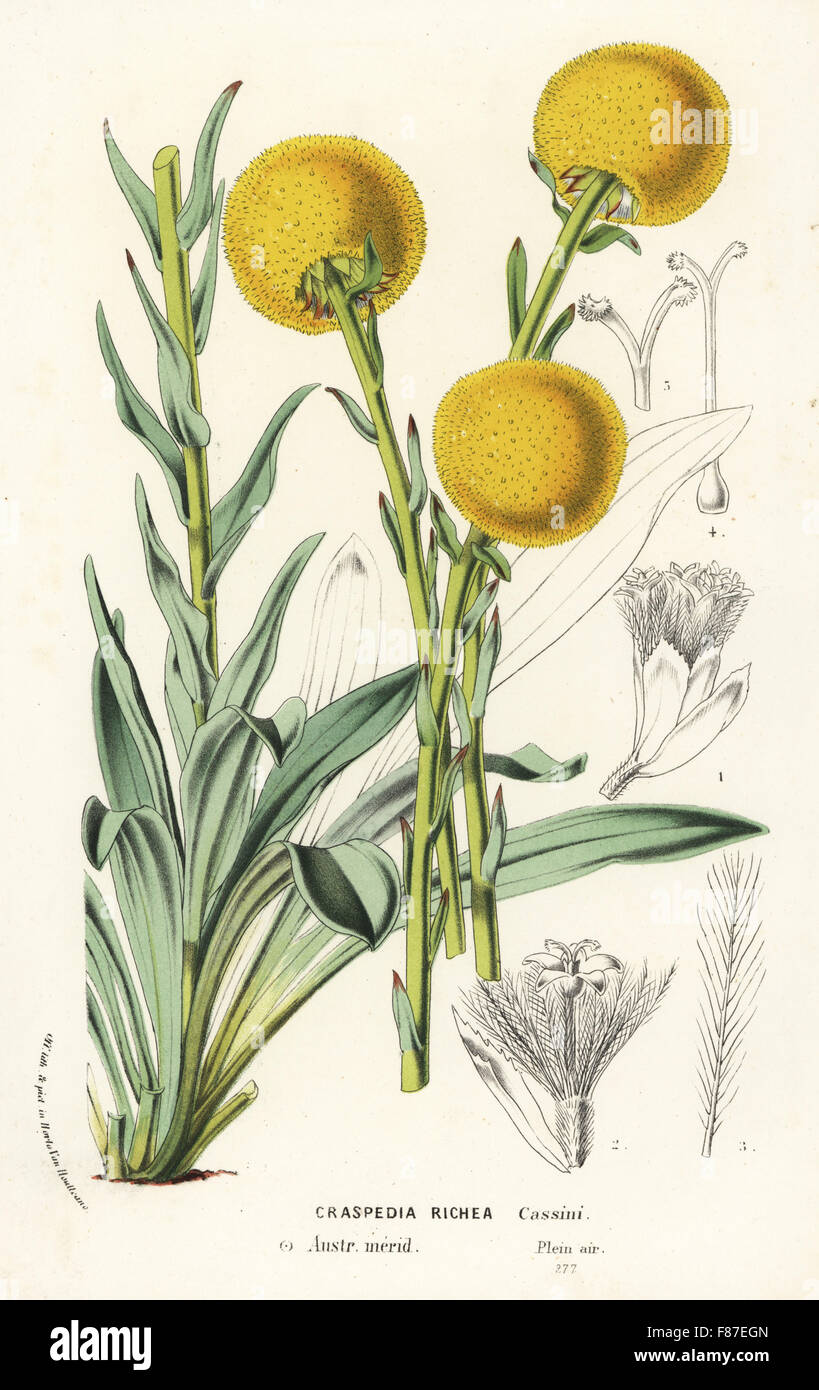 Billy buttons species, Craspedia richea. Handcoloured lithograph from Louis van Houtte and Charles Lemaire's Flowers of the Gardens and Hothouses of Europe, Flore des Serres et des Jardins de l'Europe, Ghent, Belgium, 1874. Stock Photo