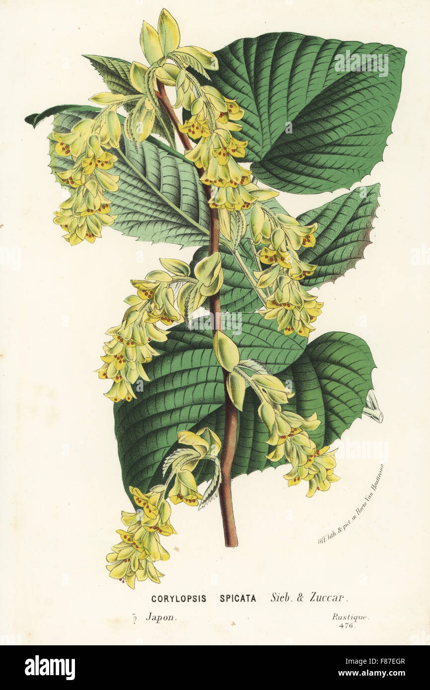 Winter hazel or tosamizuki, Corylopsis spicata. Japan. Handcoloured lithograph from Louis van Houtte and Charles Lemaire's Flowers of the Gardens and Hothouses of Europe, Flore des Serres et des Jardins de l'Europe, Ghent, Belgium, 1874. Stock Photo