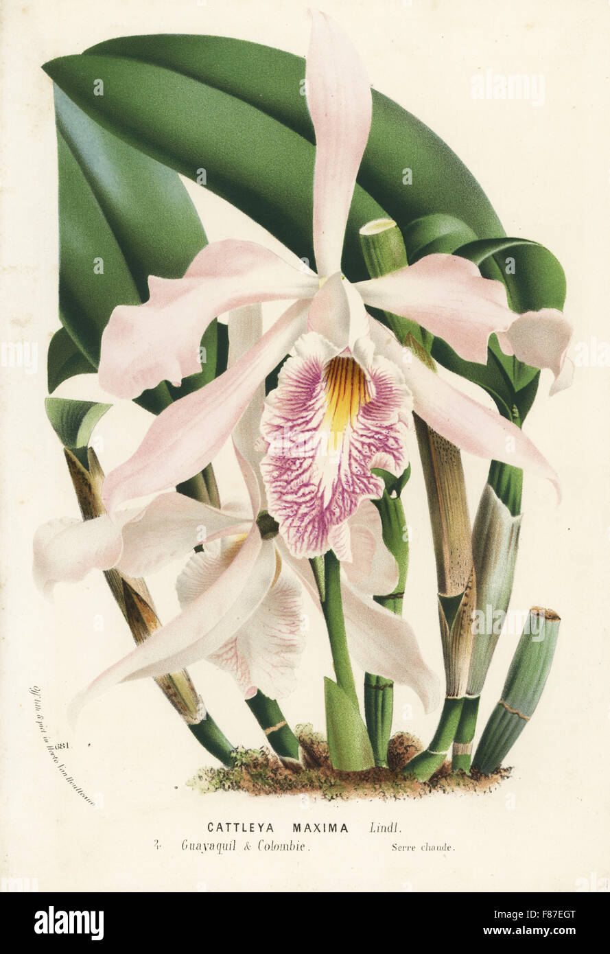 Largest cattleya orchid or peekaboo orchid, Cattleya maxima. Handcoloured lithograph from Louis van Houtte and Charles Lemaire's Flowers of the Gardens and Hothouses of Europe, Flore des Serres et des Jardins de l'Europe, Ghent, Belgium, 1874. Stock Photo